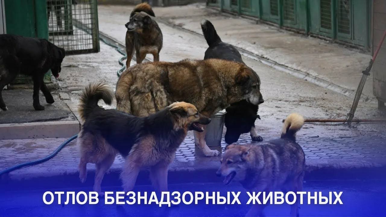 Сергей Козенко сообщил, что в округе начались мероприятия по отлову животных без владельцев.